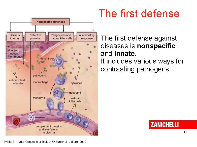 The first defense against diseases is nonspecific and innate. It includes various ways for