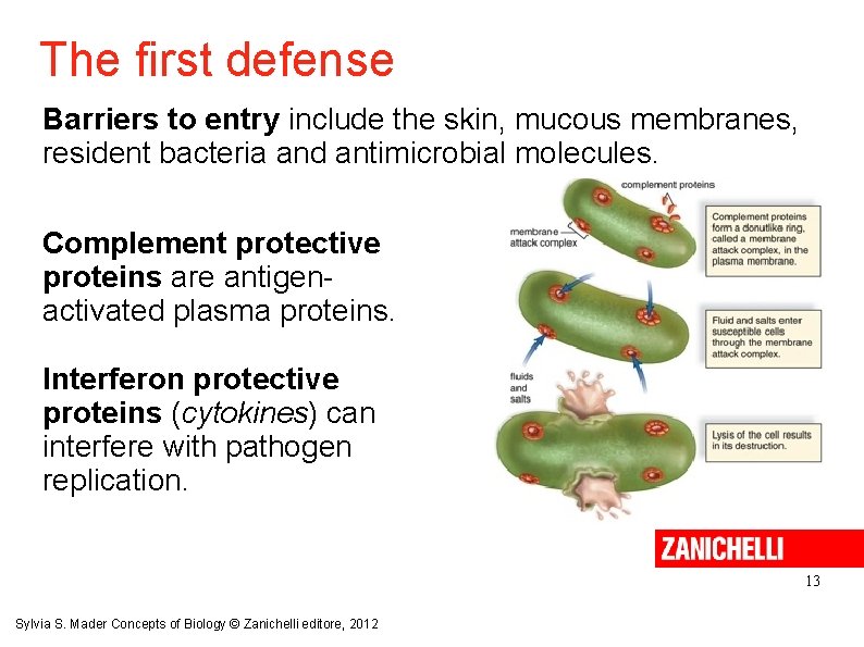 The first defense Barriers to entry include the skin, mucous membranes, resident bacteria and