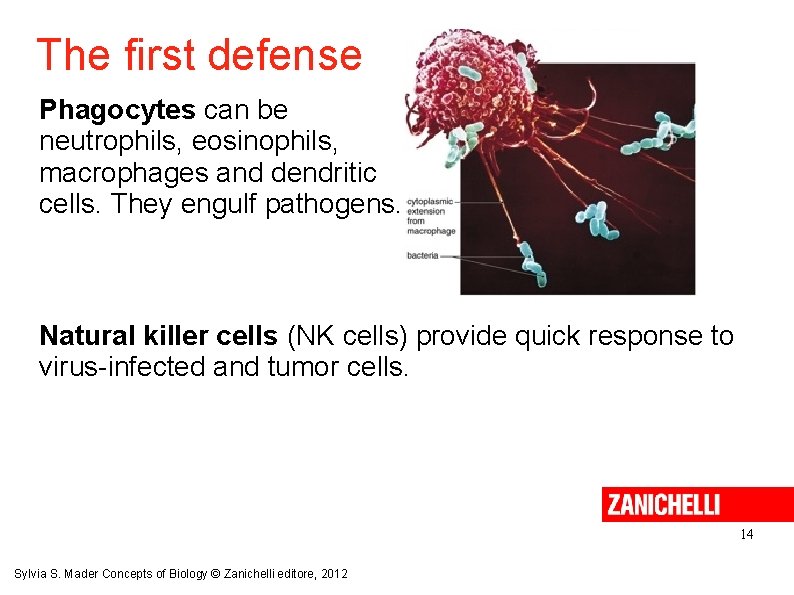 The first defense Phagocytes can be neutrophils, eosinophils, macrophages and dendritic cells. They engulf