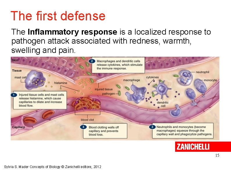 The first defense The Inflammatory response is a localized response to pathogen attack associated