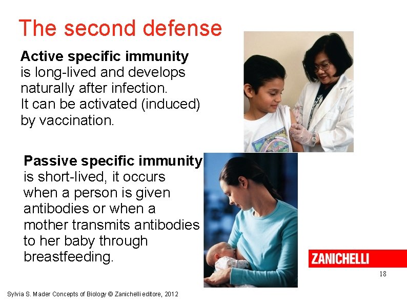 The second defense Active specific immunity is long-lived and develops naturally after infection. It