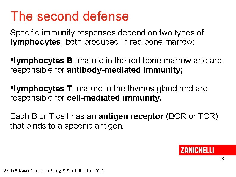 The second defense Specific immunity responses depend on two types of lymphocytes, both produced