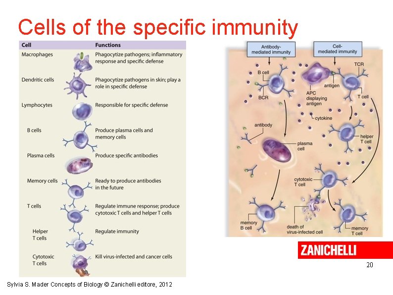 Cells of the specific immunity 20 Sylvia S. Mader Concepts of Biology © Zanichelli