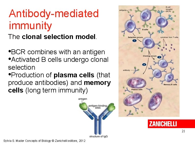 Antibody-mediated immunity The clonal selection model. • BCR combines with an antigen • Activated