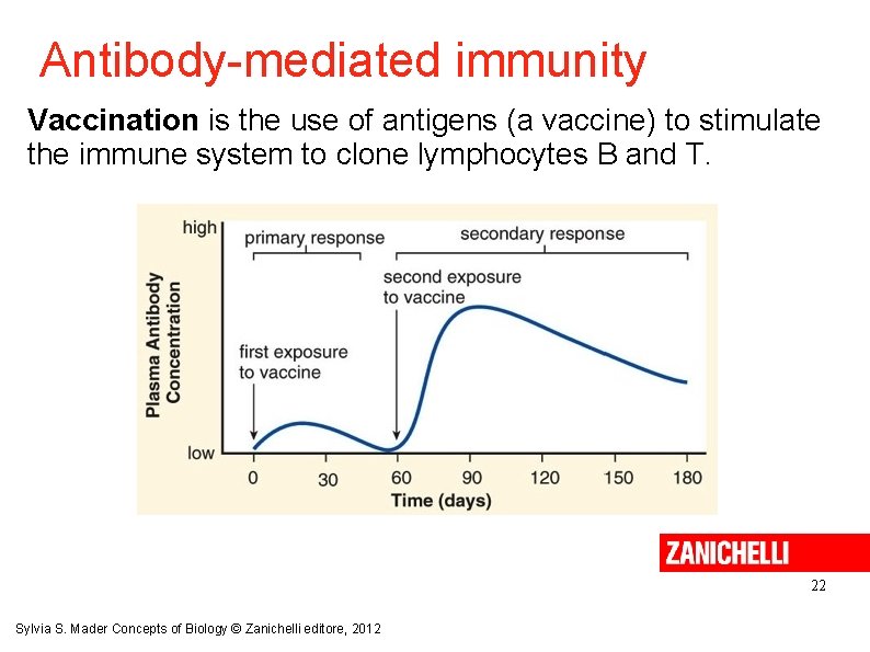 Antibody-mediated immunity Vaccination is the use of antigens (a vaccine) to stimulate the immune