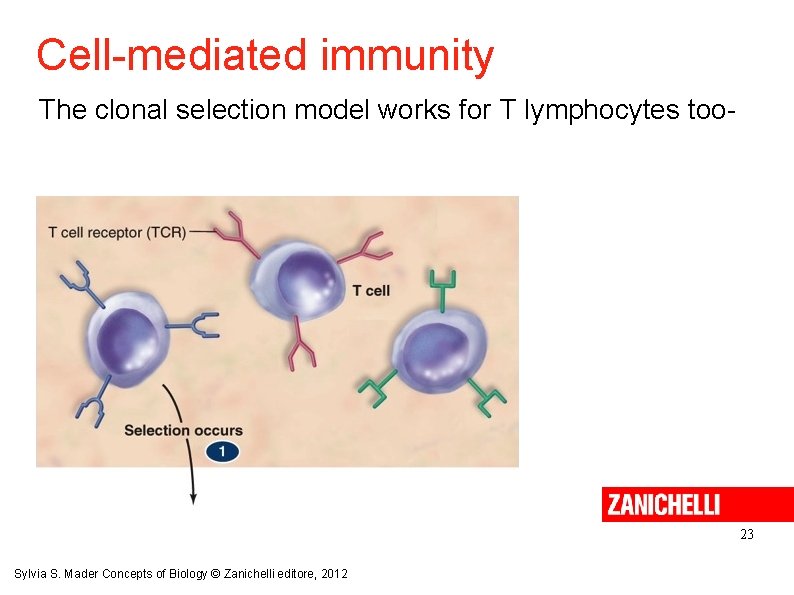 Cell-mediated immunity The clonal selection model works for T lymphocytes too- 23 Sylvia S.