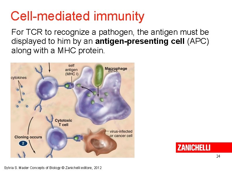 Cell-mediated immunity For TCR to recognize a pathogen, the antigen must be displayed to