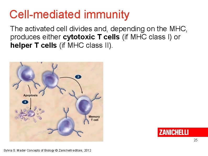Cell-mediated immunity The activated cell divides and, depending on the MHC, produces either cytotoxic