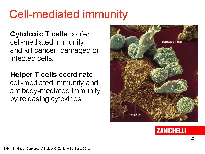 Cell-mediated immunity Cytotoxic T cells confer cell-mediated immunity and kill cancer, damaged or infected