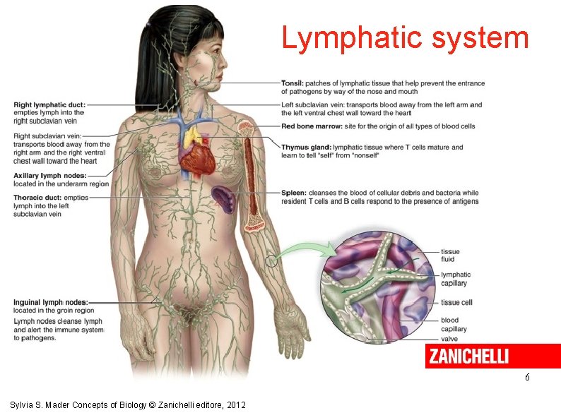 Lymphatic system 6 Sylvia S. Mader Concepts of Biology © Zanichelli editore, 2012 