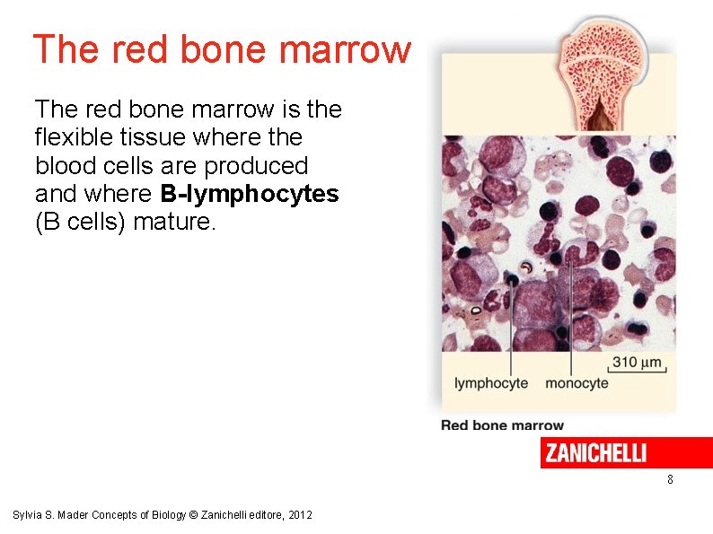 The red bone marrow is the flexible tissue where the blood cells are produced