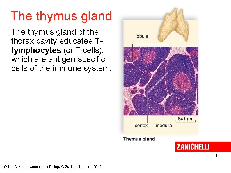The thymus gland of the thorax cavity educates Tlymphocytes (or T cells), which are