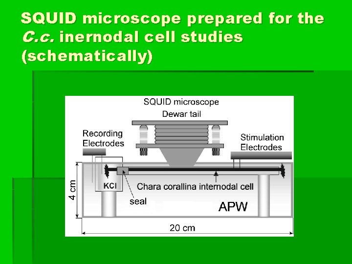 SQUID microscope prepared for the C. c. inernodal cell studies (schematically) 