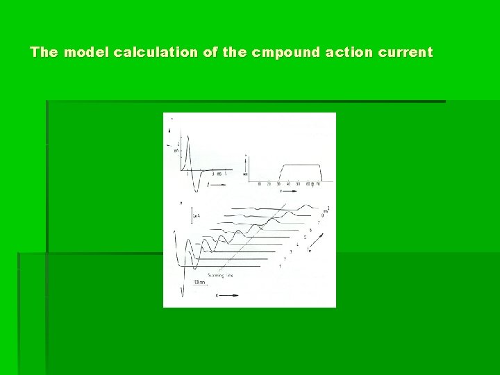 The model calculation of the cmpound action current 