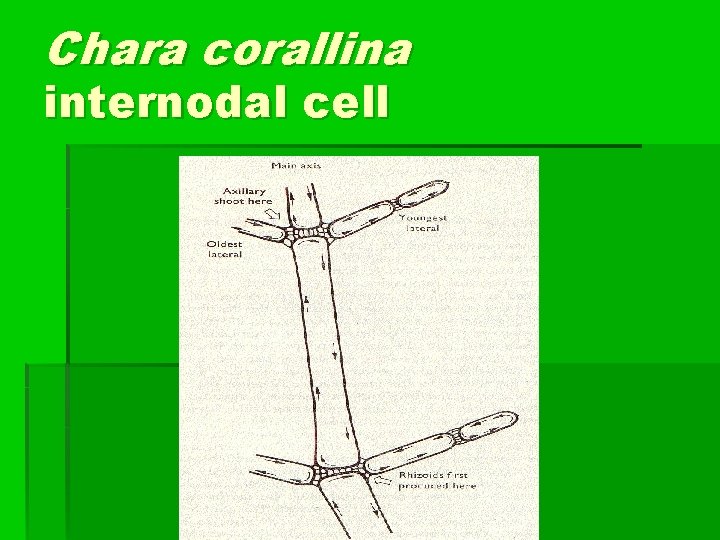 Chara corallina internodal cell 