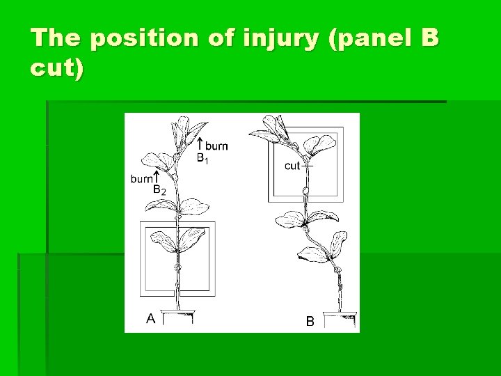 The position of injury (panel B cut) 