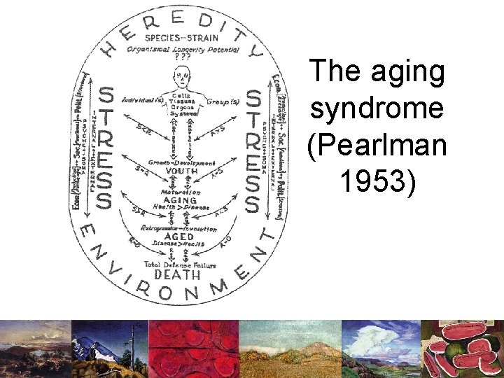 The aging syndrome (Pearlman 1953) 