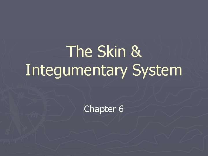 The Skin & Integumentary System Chapter 6 