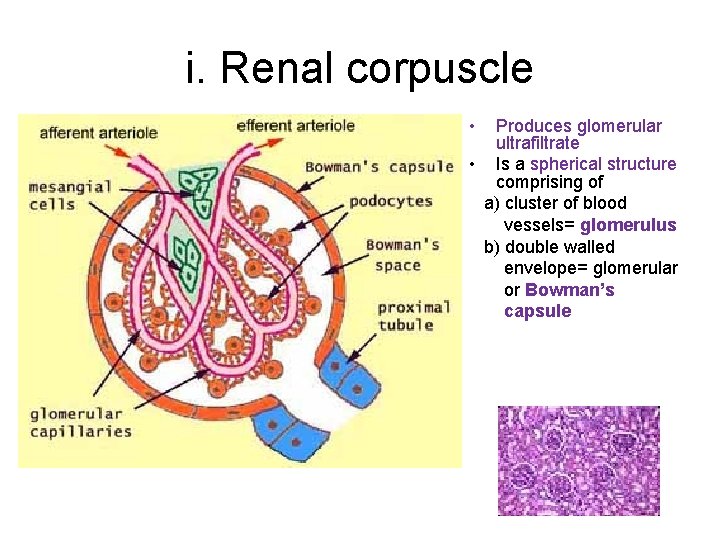 i. Renal corpuscle • Produces glomerular ultrafiltrate • Is a spherical structure comprising of