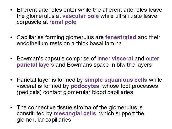  • Efferent arterioles enter while the afferent arterioles leave the glomerulus at vascular