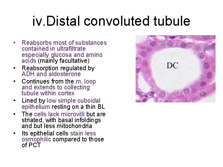 iv. Distal convoluted tubule • Reabsorbs most of substances contained in ultrafiltrate especially glucosa