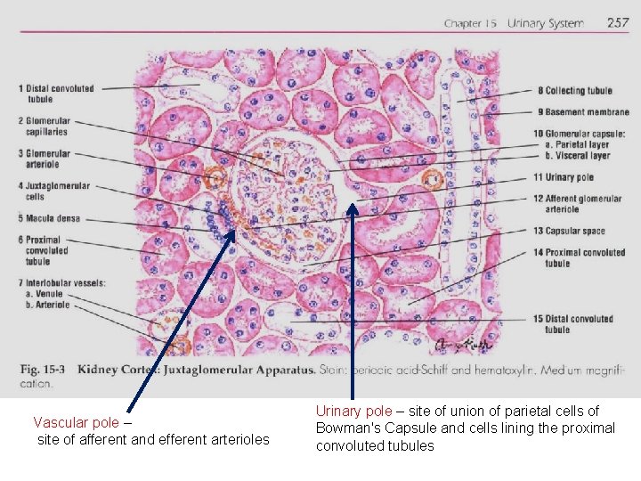 Vascular pole – site of afferent and efferent arterioles Urinary pole – site of