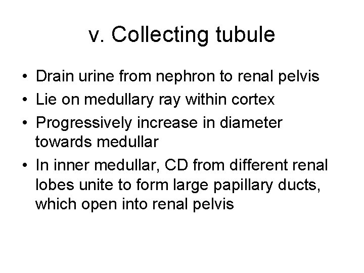 v. Collecting tubule • Drain urine from nephron to renal pelvis • Lie on