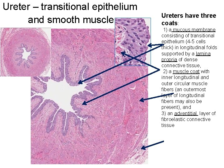 Ureter – transitional epithelium and smooth muscle Ureters have three coats: 1) a mucous