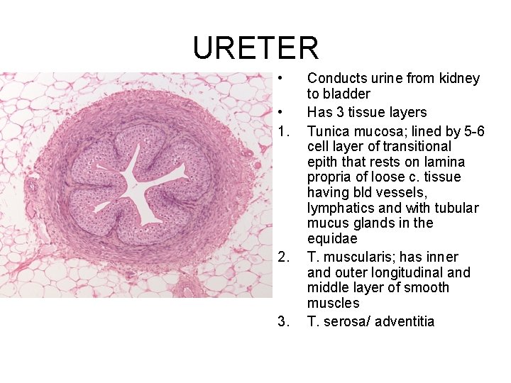 URETER • • 1. 2. 3. Conducts urine from kidney to bladder Has 3