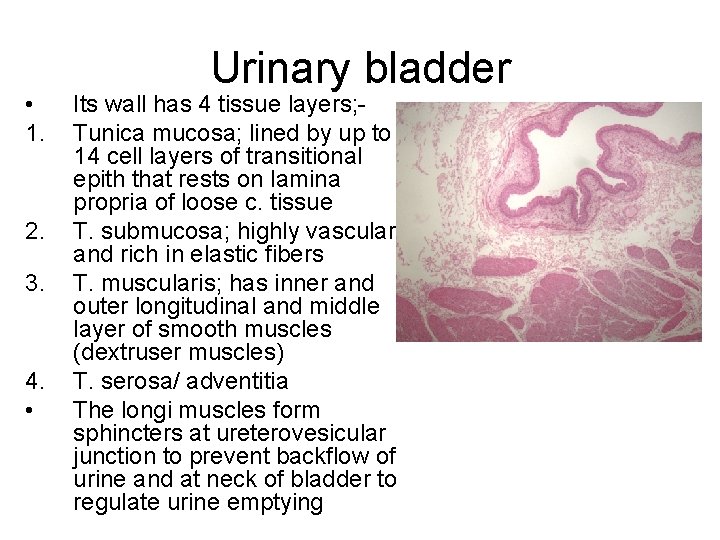  • 1. 2. 3. 4. • Urinary bladder Its wall has 4 tissue