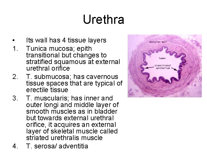 Urethra • 1. 2. 3. 4. Its wall has 4 tissue layers Tunica mucosa;