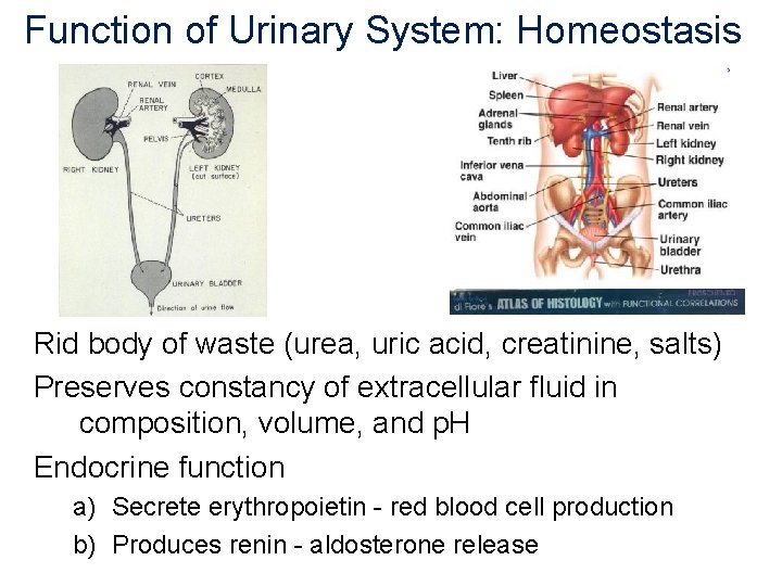 Function of Urinary System: Homeostasis Rid body of waste (urea, uric acid, creatinine, salts)