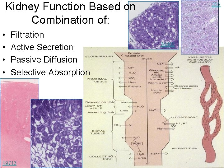 Kidney Function Based on Combination of: • • Filtration Active Secretion Passive Diffusion Selective