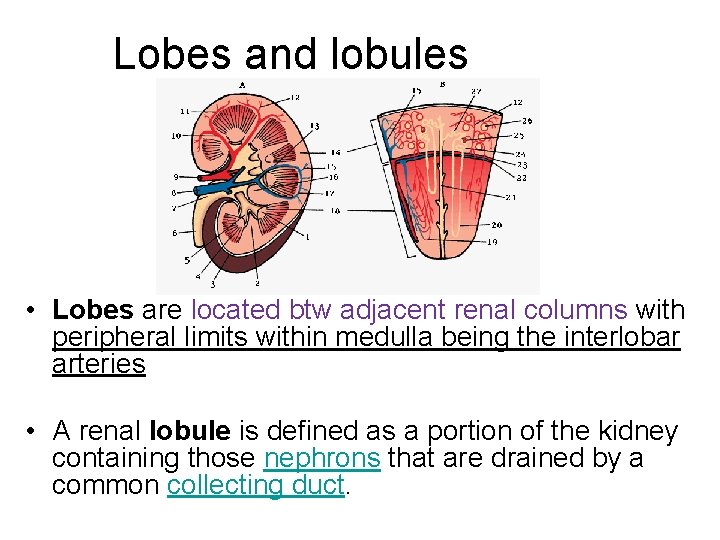 Lobes and lobules • Lobes are located btw adjacent renal columns with peripheral limits