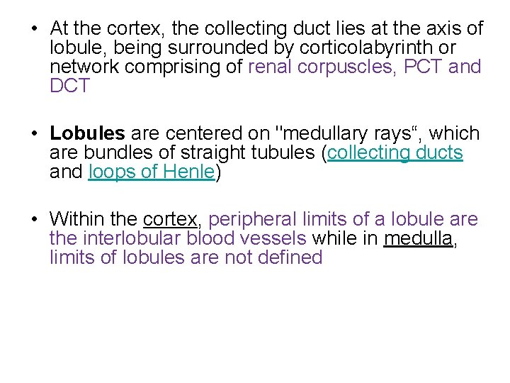  • At the cortex, the collecting duct lies at the axis of lobule,