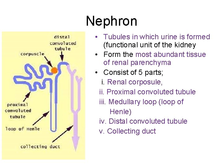 Nephron • Tubules in which urine is formed (functional unit of the kidney •