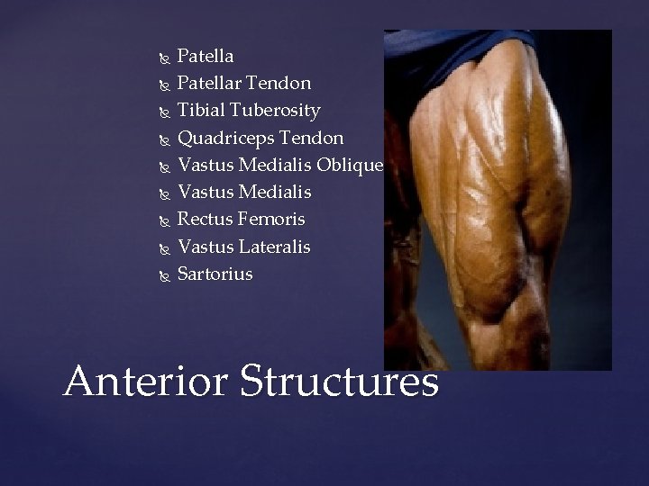  Patellar Tendon Tibial Tuberosity Quadriceps Tendon Vastus Medialis Oblique Vastus Medialis Rectus Femoris