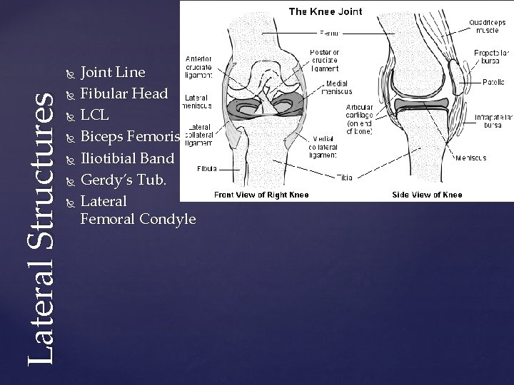 Lateral Structures Joint Line Fibular Head LCL Biceps Femoris Iliotibial Band Gerdy’s Tub. Lateral