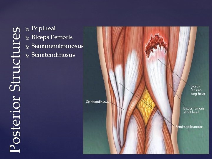 Posterior Structures Popliteal Biceps Femoris Semimembranosus Semitendinosus 