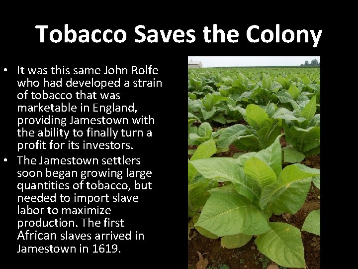 Tobacco Saves the Colony • It was this same John Rolfe who had developed