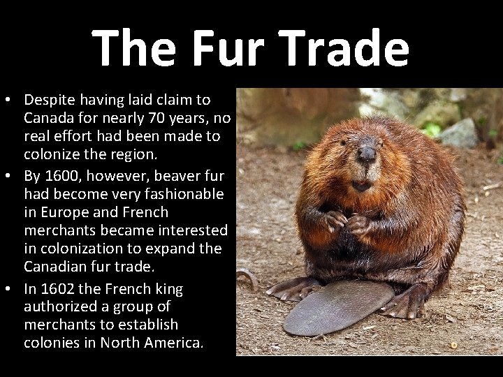 The Fur Trade • Despite having laid claim to Canada for nearly 70 years,
