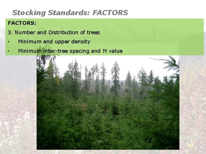 Stocking Standards: FACTORS: 3. Number and Distribution of trees • Minimum and upper density