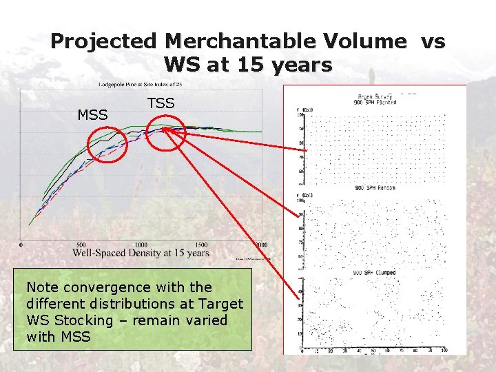 Projected Merchantable Volume vs WS at 15 years MSS TSS Note convergence with the