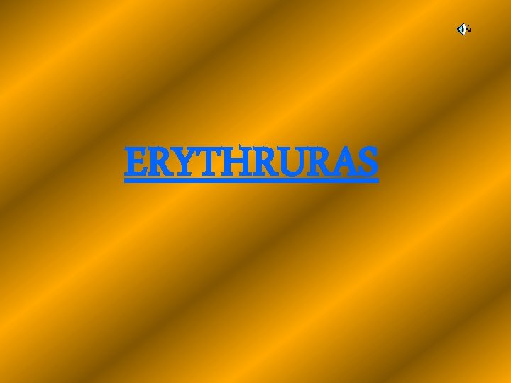 ERYTHRURAS 