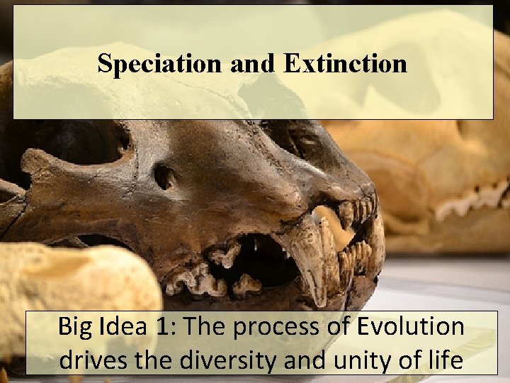 Speciation and Extinction Big Idea 1: The process of Evolution drives the diversity and