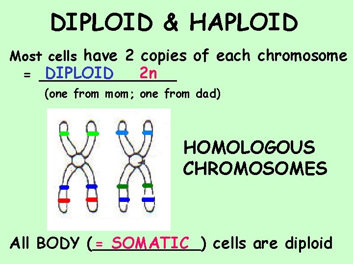 DIPLOID & HAPLOID Most cells have 2 copies of each chromosome DIPLOID 2 n