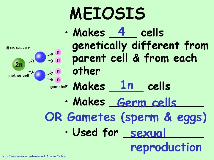 MEIOSIS 4 cells • Makes ____ genetically different from parent cell & from each