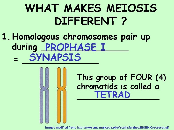 WHAT MAKES MEIOSIS DIFFERENT ? 1. Homologous chromosomes pair up during ________ PROPHASE I
