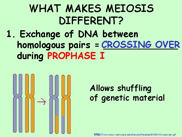 WHAT MAKES MEIOSIS DIFFERENT? 1. Exchange of DNA between OVER homologous pairs = CROSSING