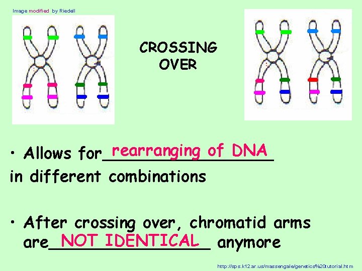 Image modified by Riedell CROSSING OVER rearranging of DNA • Allows for_________ in different